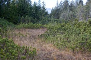 Knoppenmoos pichl-0280-2021-10-30.jpg