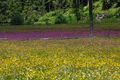 Preuneggtal blumenwiese 27366 2016-06-24.jpg