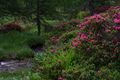 Rostblättrige Alpenro-katschtal 92345 2015-06-18.jpg