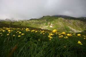 Trollblume blaufeldscharte 58088 2013-07-10.jpg