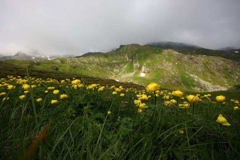 Datei:Trollblume blaufeldscharte 58088 2013-07-10.jpg