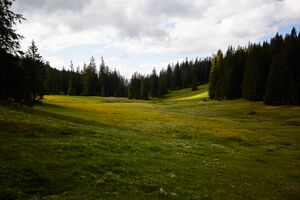 Zlaimmöser-Moore zleimalm-101-2020-05-27-3.jpg