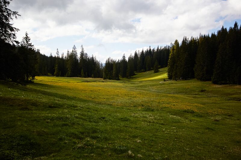 Datei:Zlaimmöser-Moore zleimalm-101-2020-05-27-3.jpg