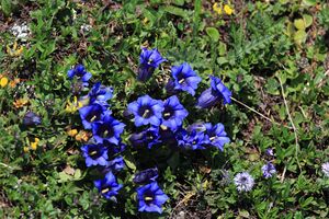 Blumen tauplitzalm 51709 2017-06-24.jpg