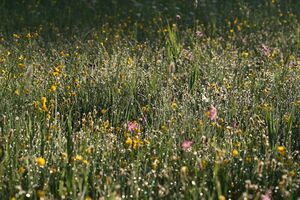 Feuchtwiesen trautenfels6098.jpg