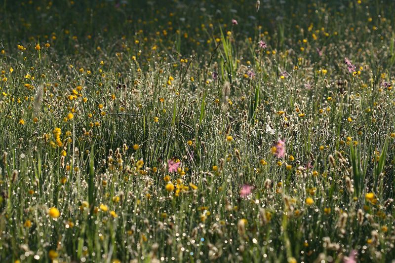 Datei:Feuchtwiesen trautenfels6098.jpg