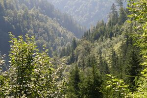 Kaltengraben Palfau-0568-2025-06-24.jpg