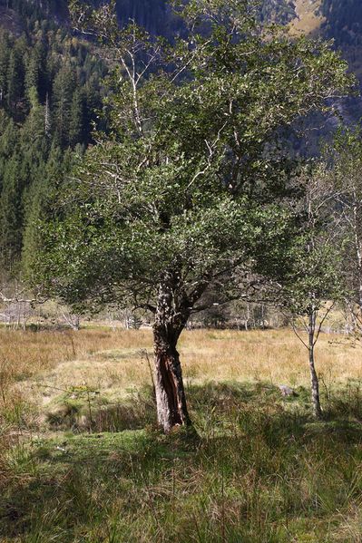 Datei:Kleinsölkertal 73479 2014-10-03.jpg