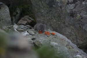 Maus greifenberg0253.jpg