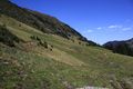 Peterbaueralm sattental 56567 2017-08-25.jpg