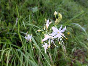 Rispige Graslilie-dörfelstein0184.JPG