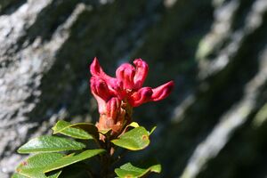 Ursprungalm 29457 2011-06-05.jpg