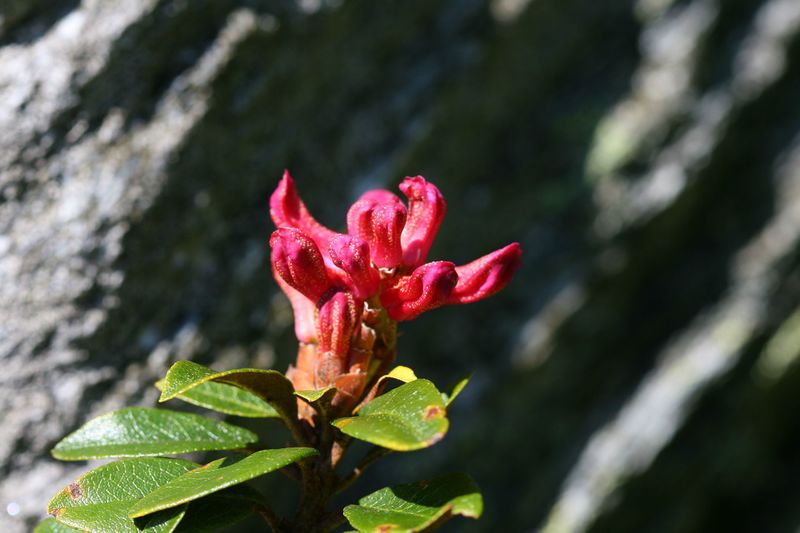 Datei:Ursprungalm 29457 2011-06-05.jpg