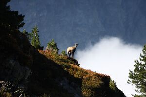 Gemse weißpriach 0071 2013-10-03.jpg
