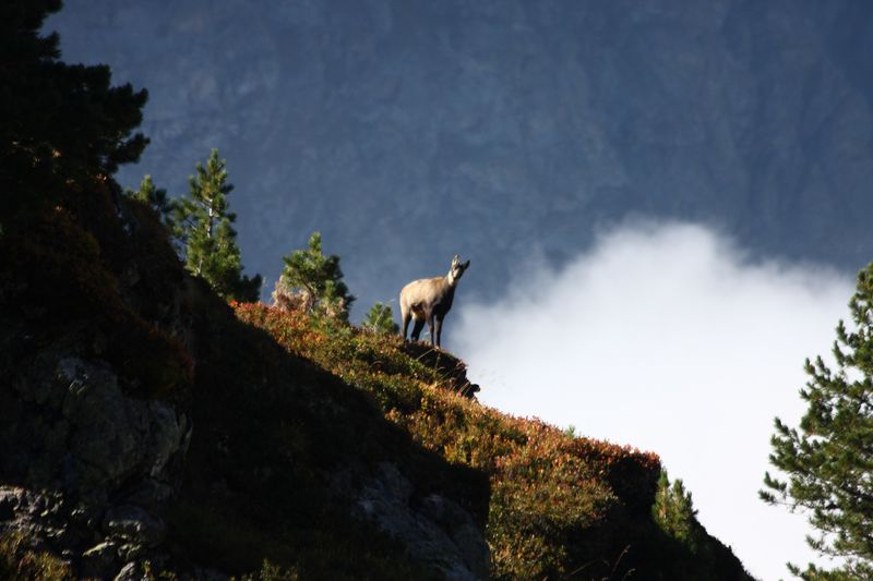 Datei:Gemse weißpriach 0071 2013-10-03.jpg