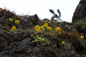 Petergstamm stornalm 90424 2015-05-16.jpg