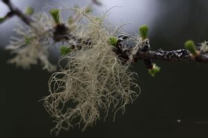 Toteisboden untertal 57235 2009-04-26.jpg