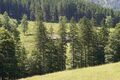 Veitlbaueralm-0491-2025-06-18.jpg