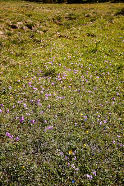 Datei:Zlaimmöser-Moore zleimalm-100-2020-05-27-7.jpg