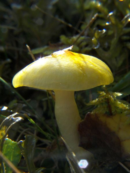 Datei:Duisitzkarsee 18191 2006-09-21.jpg