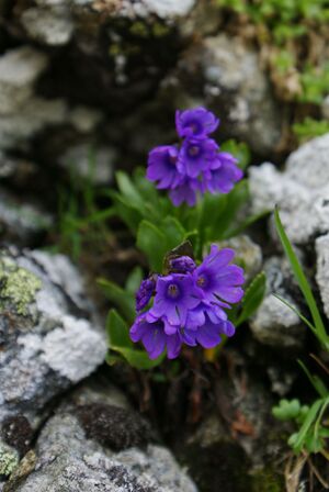 Im Hüttkar 39512 2012-06-29.jpg