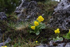 Petergstamm stornalm 90435 2015-05-16.jpg