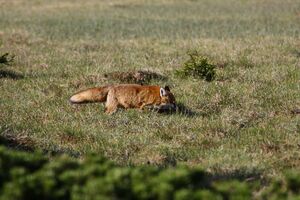 Rotfuchs sabinkar 90301 2015-06-08.jpg