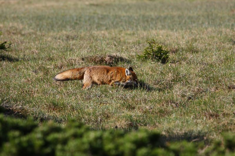 Datei:Rotfuchs sabinkar 90301 2015-06-08.jpg