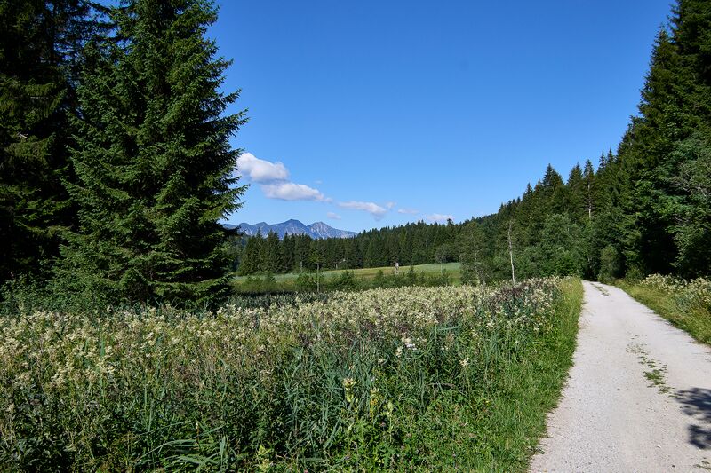 Datei:Scheibenmoos altaussee-025-2026-07-11.jpg