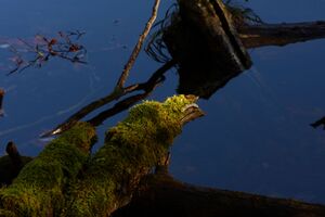 Toplitzsee 77760 2014-11-03.jpg