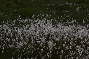 Wollgras -planai 16128 2011-07-19.jpg