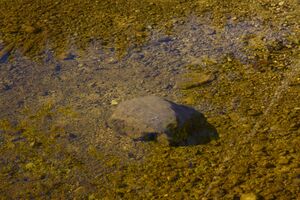 Ödensee 78047 2014-11-03.jpg