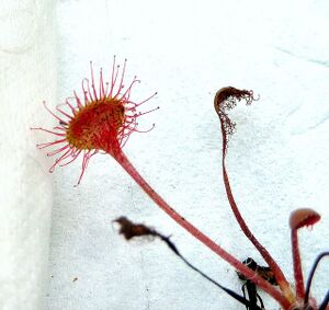 Drosera-Sonnentau80245.JPG