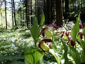 Frauenschuh 1969 2004-05-30.jpg