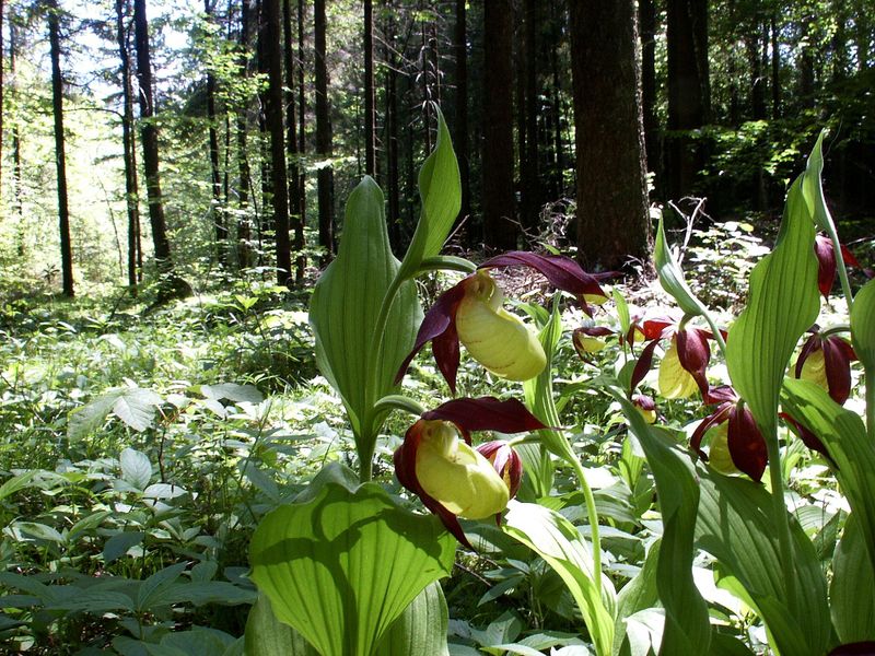 Datei:Frauenschuh 1969 2004-05-30.jpg