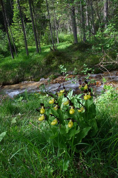 Datei:Frauenschuh 2071 2008-05-29.jpg