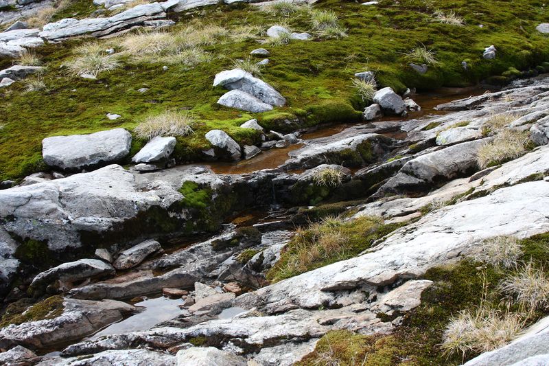 Datei:Goldlacken 0462 2013-10-08.jpg