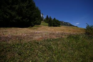 Herbstzeitlose jagersberger 01503 2015-09-12.jpg