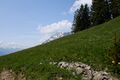 Rantensteinalm-0097-2023-05-27.jpg