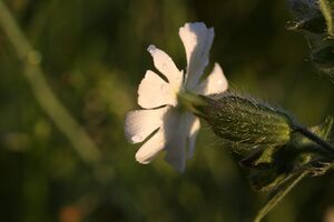 Taubenkropf-Leimkraut-schladming 41239 10.05.2012.jpg