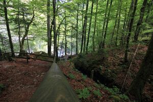 Flößereidurchbruch kammersee 46978 2017-05-17.jpg