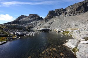 Goldlacken 0319 2013-10-08.jpg