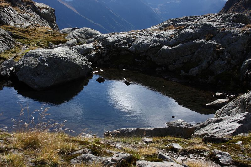 Datei:Goldlacken 0377 2013-10-08.jpg