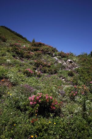 Gumpenkar 54481 2017-07-05.jpg