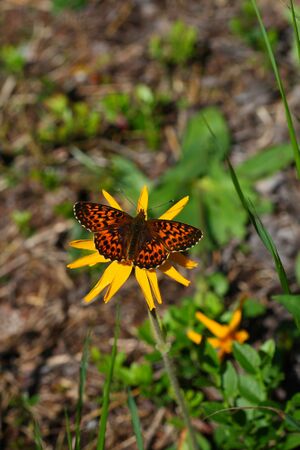 Im stegerkar 23873 2008-07-09.jpg