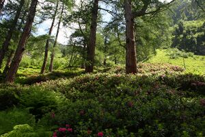 Im unteren Hüttkar 39628 2012-06-29.jpg