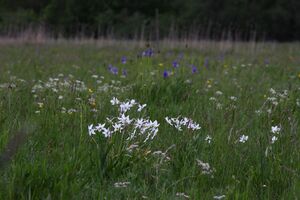 Trautenfels niederstuttern 57867 2014-05-14.jpg