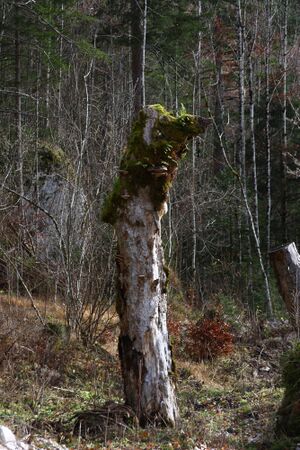Altaussee seewiese 79065 2014-11-15.jpg
