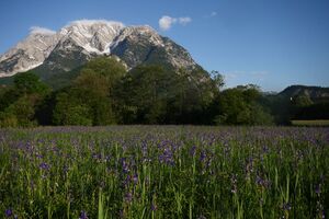 Enns-Altarme bei Niederstuttern 58849 2014-05-26.jpg