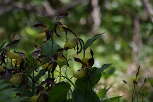 Frauenschuh 2324 2011-05-26.jpg